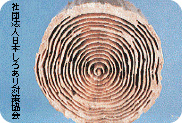 木材におけるシロアリの食痕（木口面）
